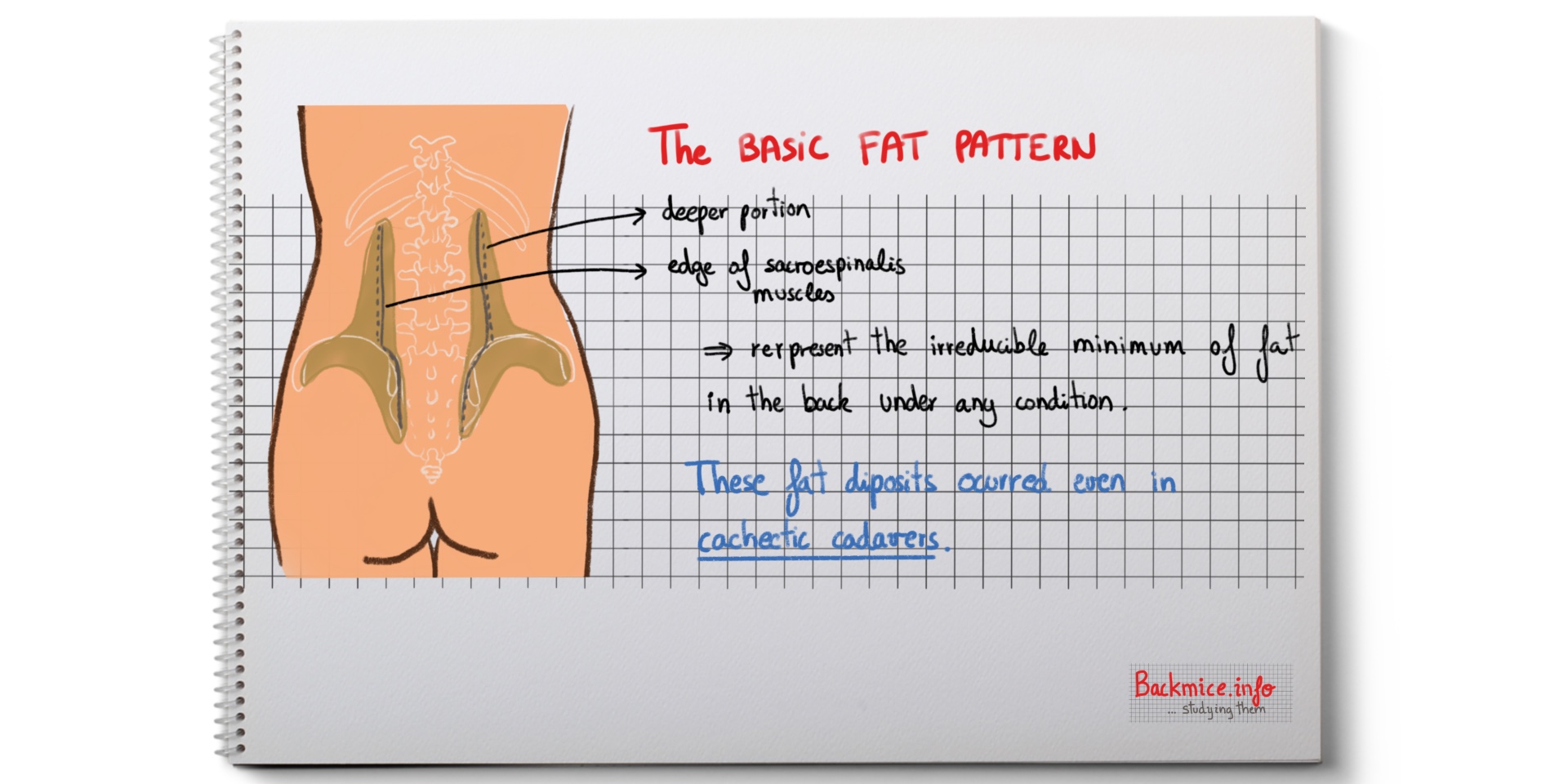 herniation of fat lobules