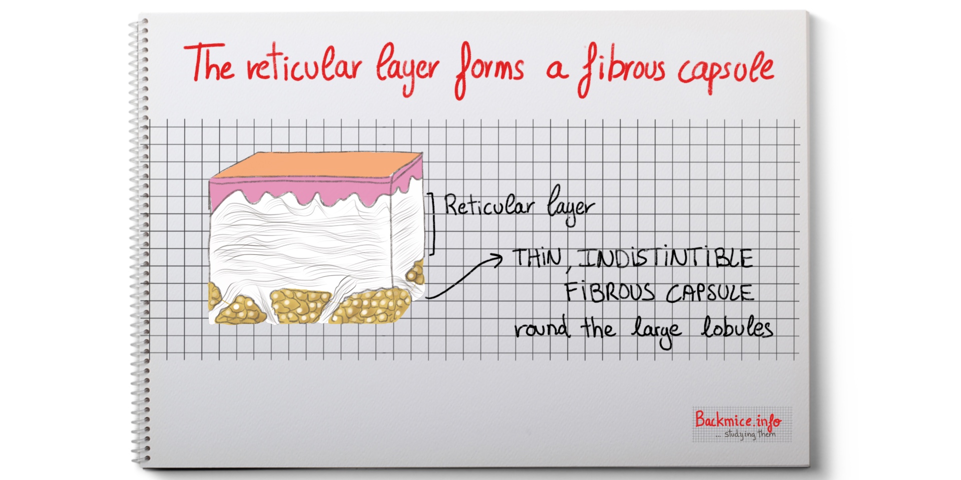 fibro-fatty tissue