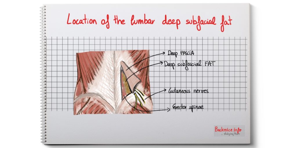 Low Back pain and lumbar fat herniation backmice.info