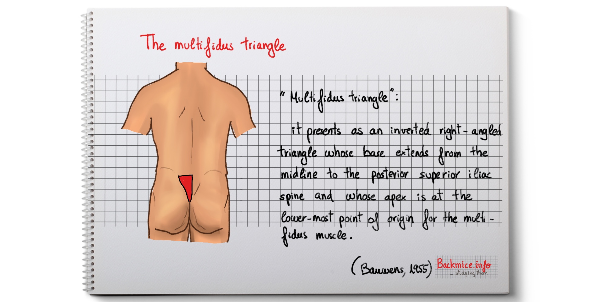 The multifidus triangle (low back pain)
