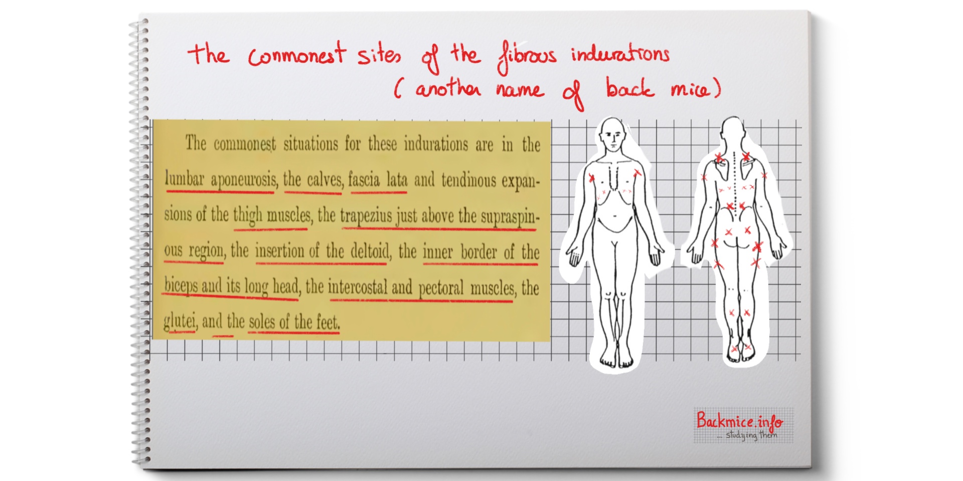 fibrous indurations