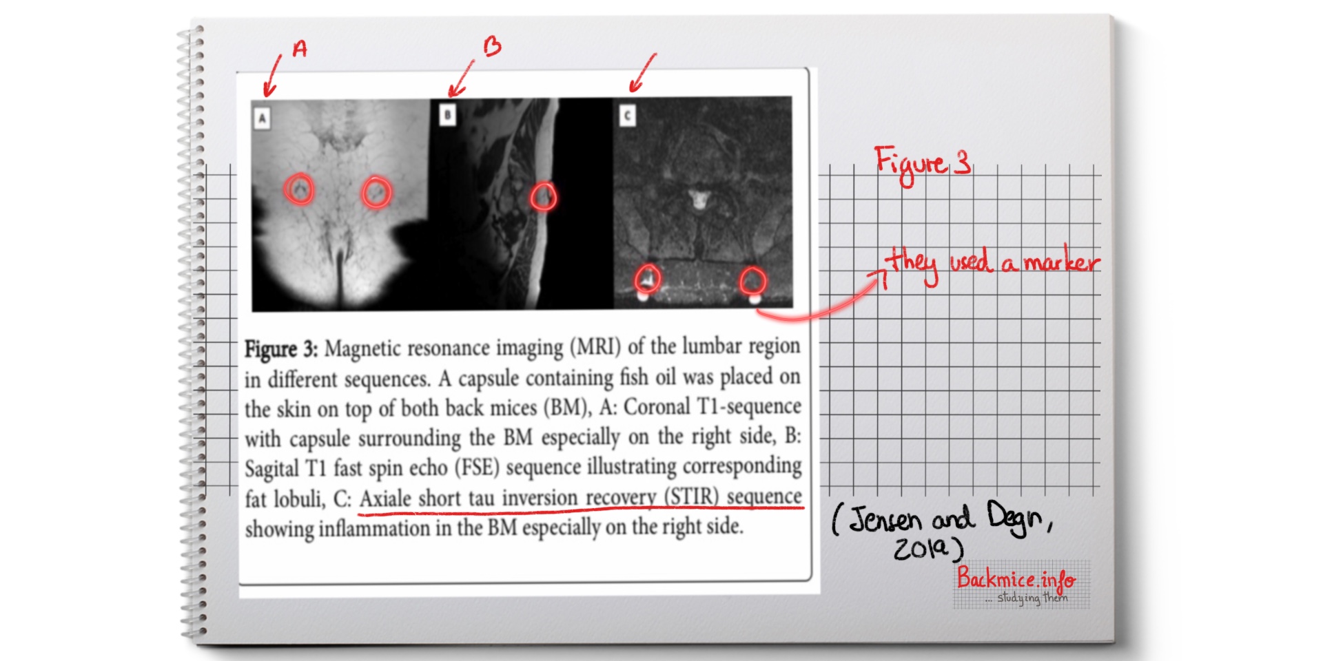 2019 Jensen And Degn Back Mice Visualized Using Magnetic Resonance